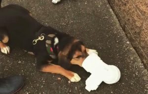 Nose Work