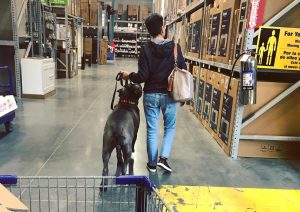 Service Dog Training