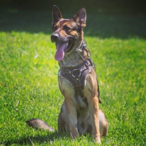 AKC Training Programs