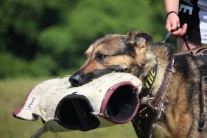 Protection Training