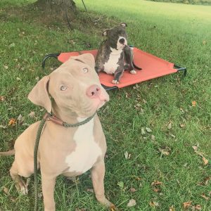 Basic Obedience Classes