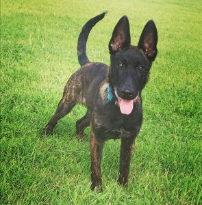 AKC Star Puppy Program